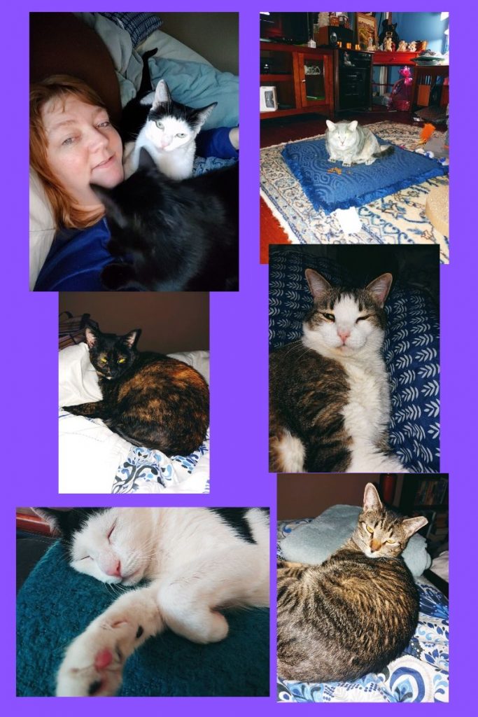 a collage of picture of cats . one is black cat on a blanket one is lady holding white cat one cat is laying on the ground