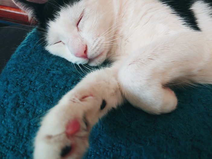 Cat sleeping on blue blanket